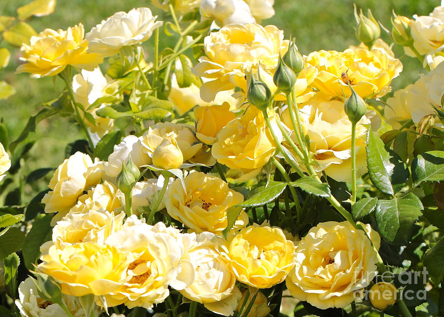Rose Photograph - Sweet Yellow Roses by Carol Groenen