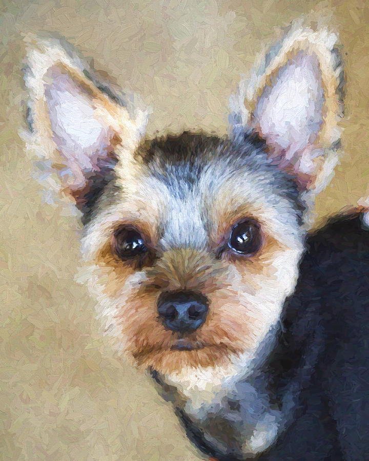 Sweet Yorkie Baby Photograph by Kathy Clark