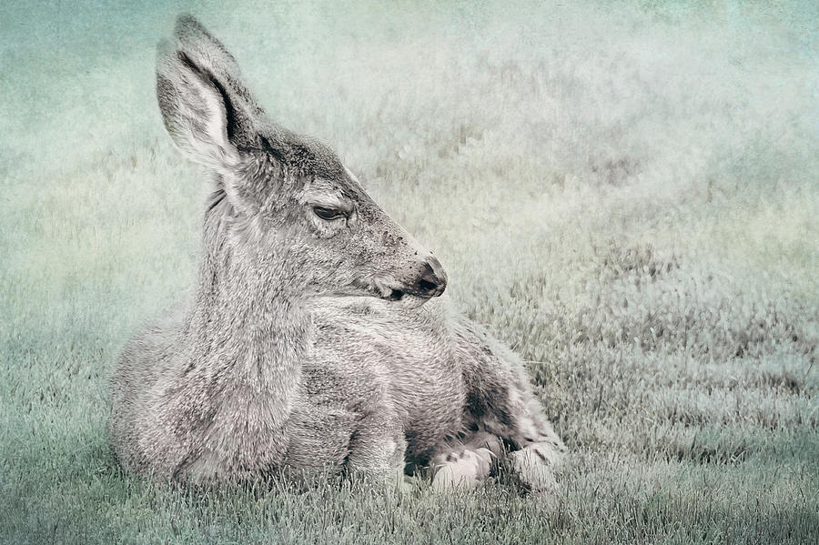 Sweet Young Deer Photograph by Belinda Greb