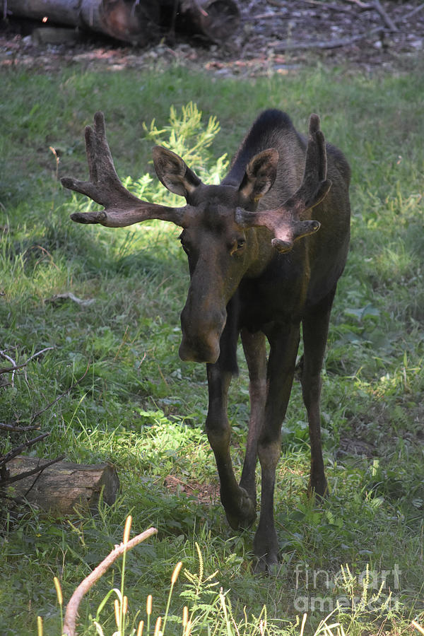 Sweet Young Moose with Antlers in Maine Photograph by DejaVu Designs ...