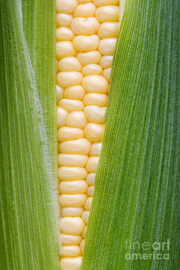 Vegetable Photograph - Sweetcorn by Tim Gainey