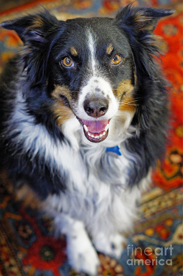 Dog Photograph - Sweetest Aussie Girl by ArtissiMo Photography