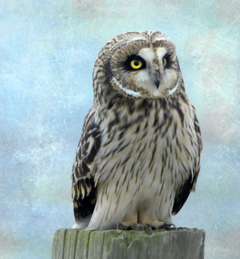 Wildlife Photograph - Sweetest Owl Of All by Georgiana Romanovna