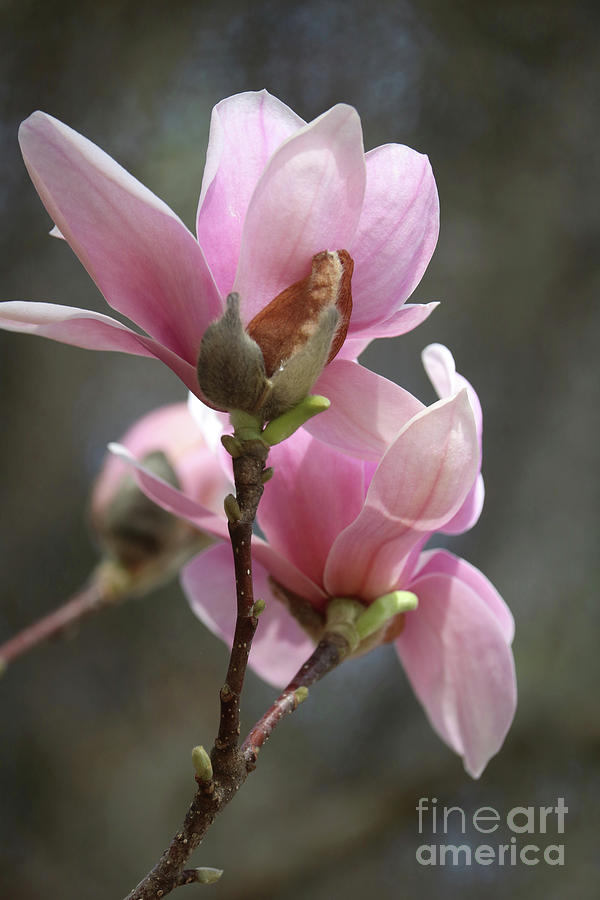 Sweetest Pink Magnolia Photograph by Carol Groenen