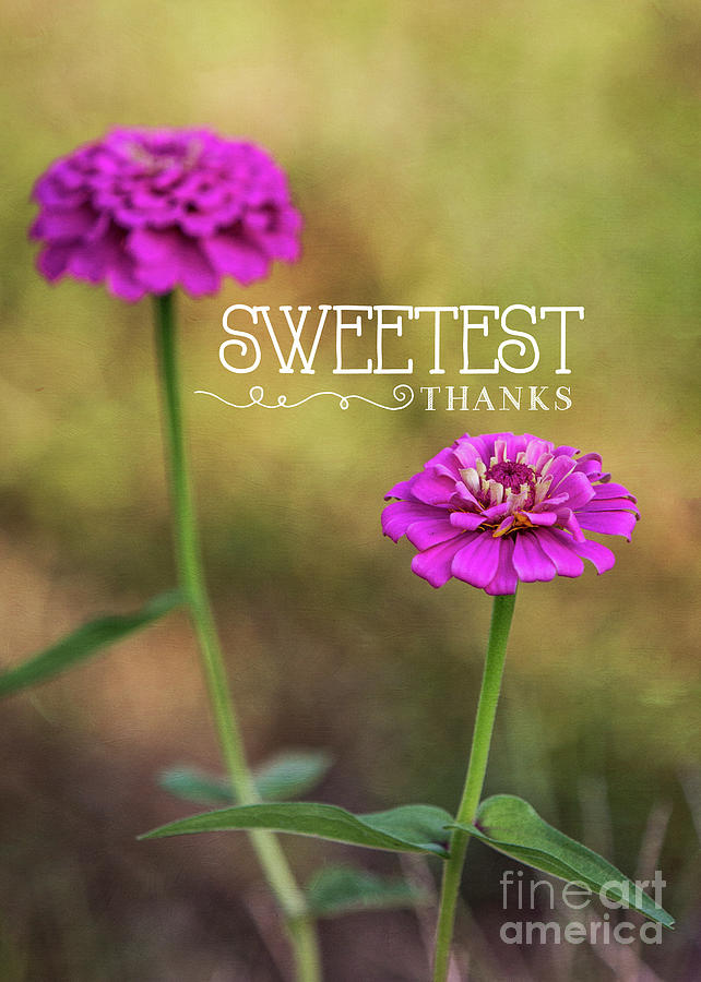 Sweetest Thanks by Mechala Matthews Sweetest Thanks by Mechala Matthews