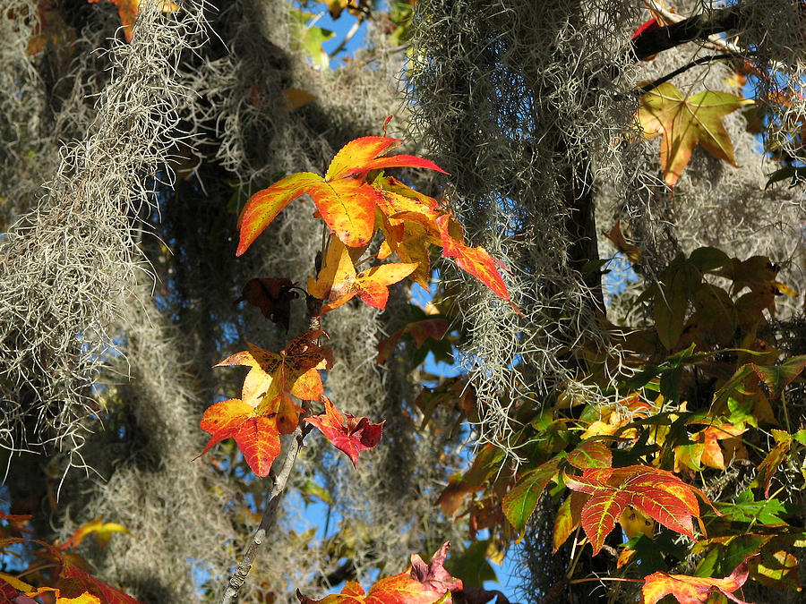Sweetgum in Fall Photograph by Peggy Urban