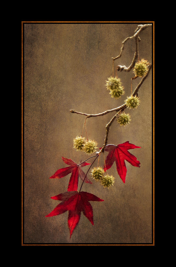 2011 Photograph - Autumn Sweetgum 2 by Lauren Brice 2011 Photograph - Autumn Sweetgum 2 by Lauren Brice