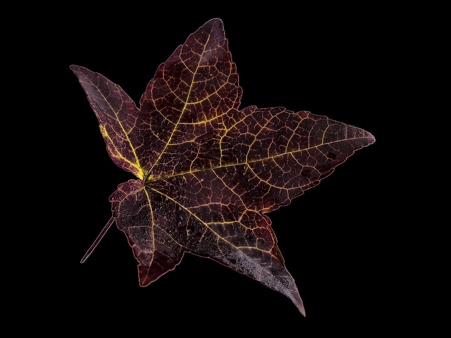 Sweetgum  leaf Photograph by Jean Noren