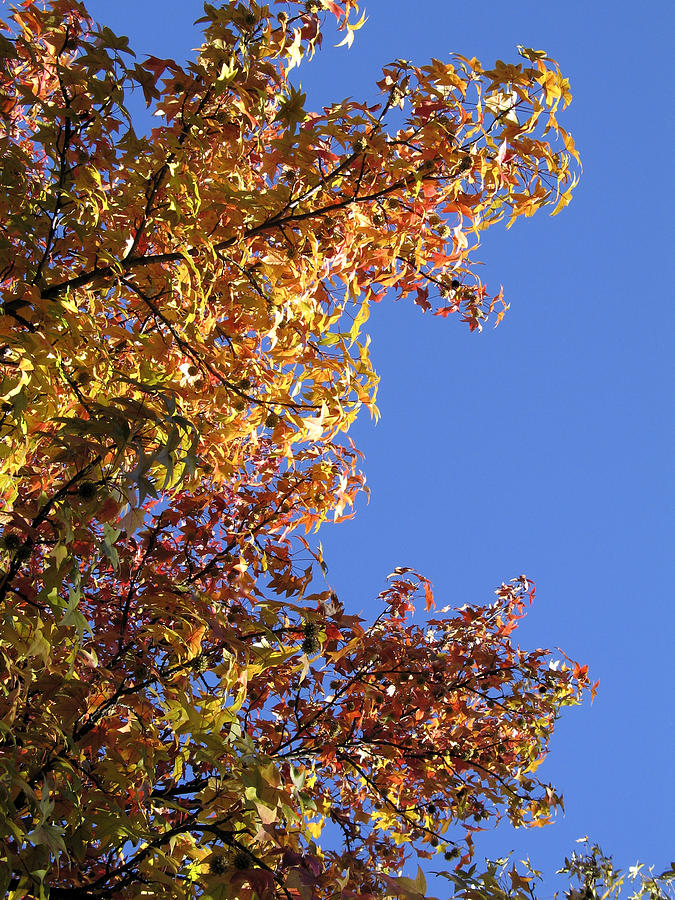 Sweetgum Tree in Autumn Photograph by William Kuta