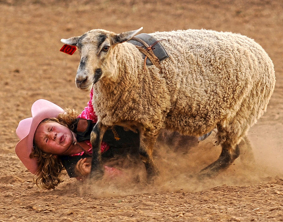 Sheep Photograph - Sweetheart of the Rodeo by Ron  McGinnis