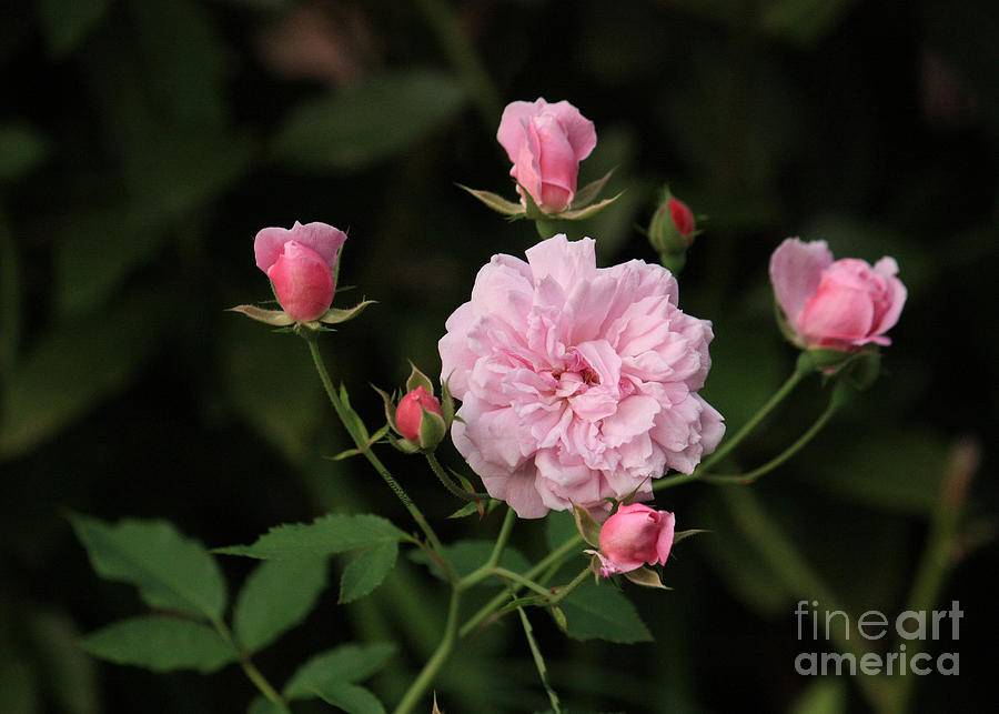 Rose Photograph - Sweetheart Roses  by Terri Mills