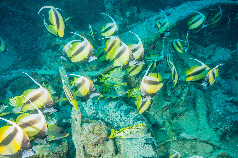 Sweetlips and Bannerfish 3 Photograph by Roy Pedersen