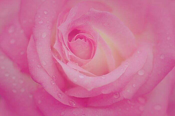 Sweetly Pink Rose Photograph by The Art Of Marilyn Ridoutt-Greene