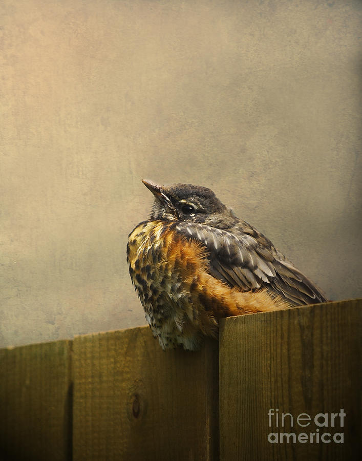 Robin Photograph - Sweetly Sitting by Jan Piller