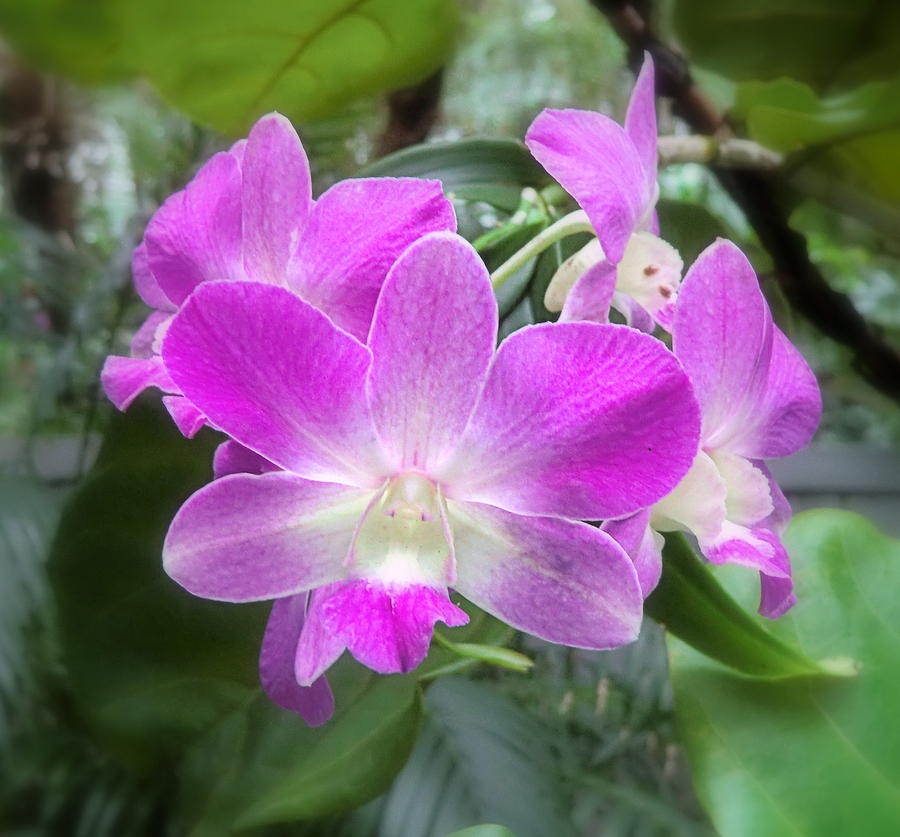 Orchid Photograph - Sweetness by Mindy Newman