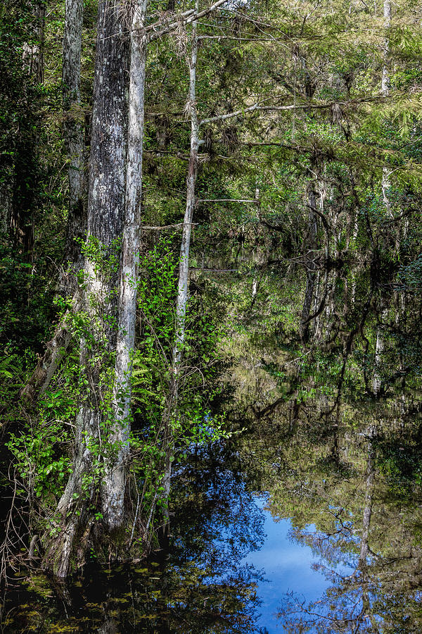 Big Cypress National Preserve Photograph - Sweetwater Strand - 11 by Rudy Umans