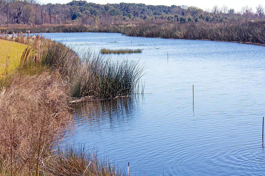 Sweetwater Wetland Pond Photograph by Kenneth Albin