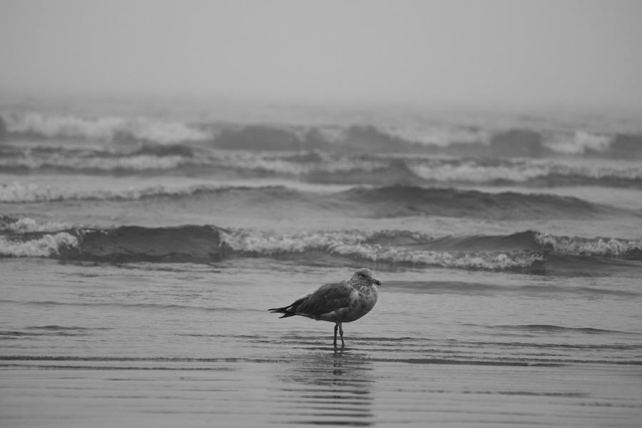 Seagull Photograph - Swept up in the waves Lynn Seagull by Toby McGuire