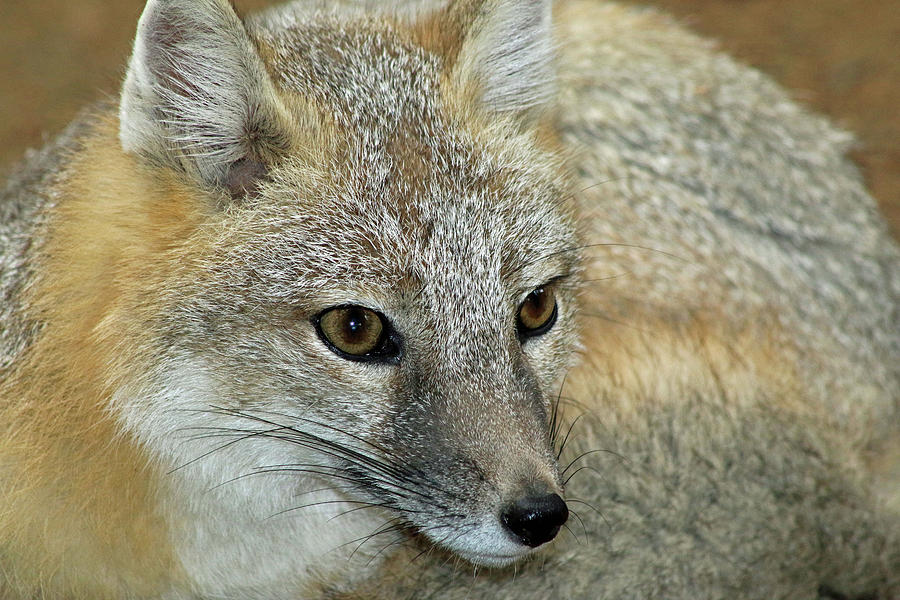 Swift Fox - Captive Photograph by Pamela Critchlow