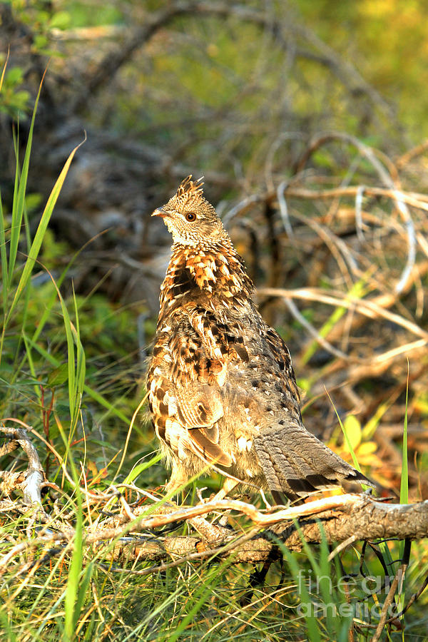 Swiftcurrent Ptarmigan Photograph by Adam Jewell