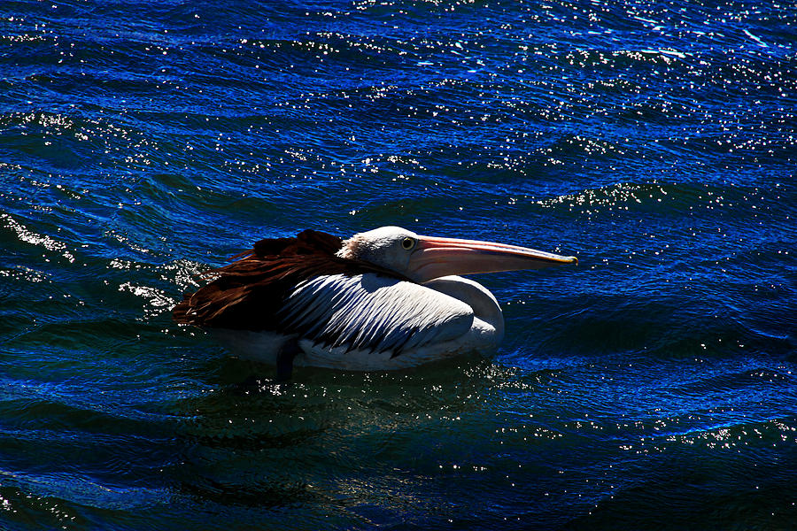 Pelican Photograph - Swim In The Ocean by Miroslava Jurcik