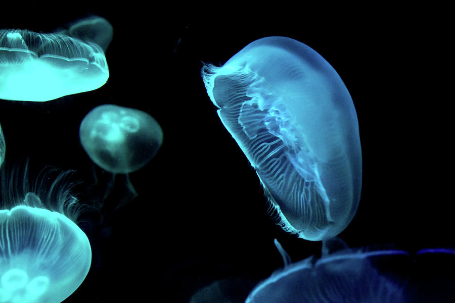 Fish Photograph - Swim Jellyfish 1 by Miroslava Jurcik