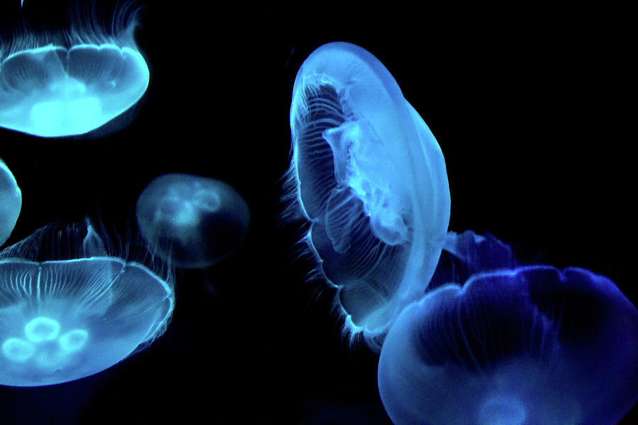Fish Photograph - Swim Jellyfish 2 by Miroslava Jurcik