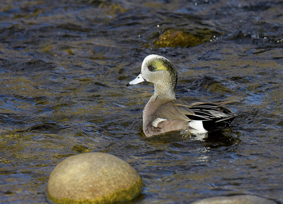 Swim Like a Duck Photograph by Judi Dressler
