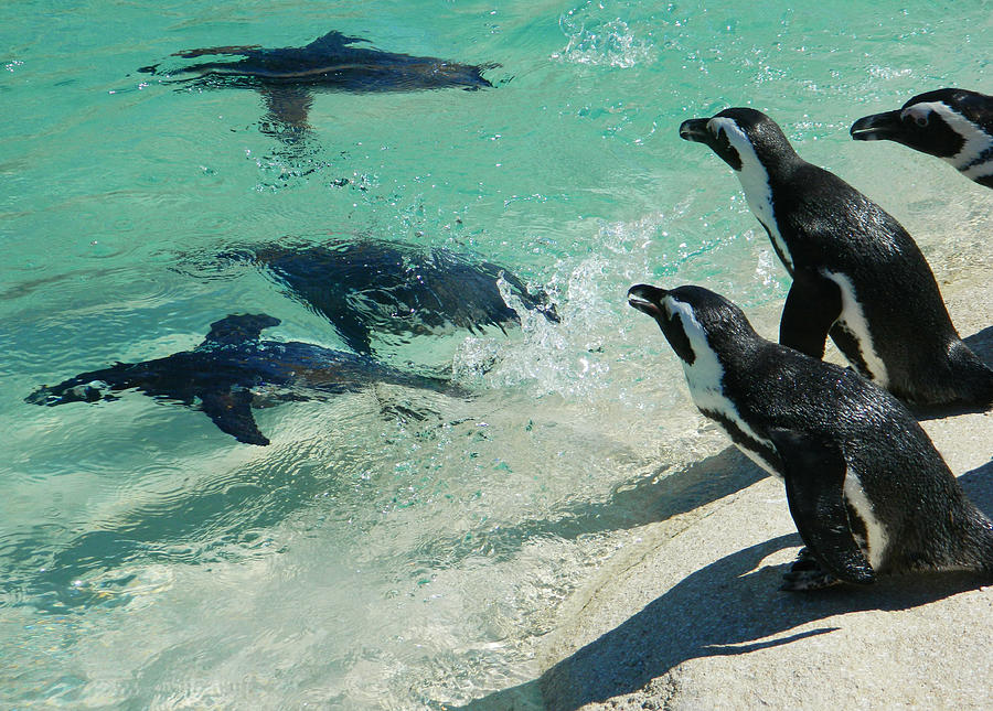 Swim Race - African Penquins Photograph by Emmy Marie Vickers