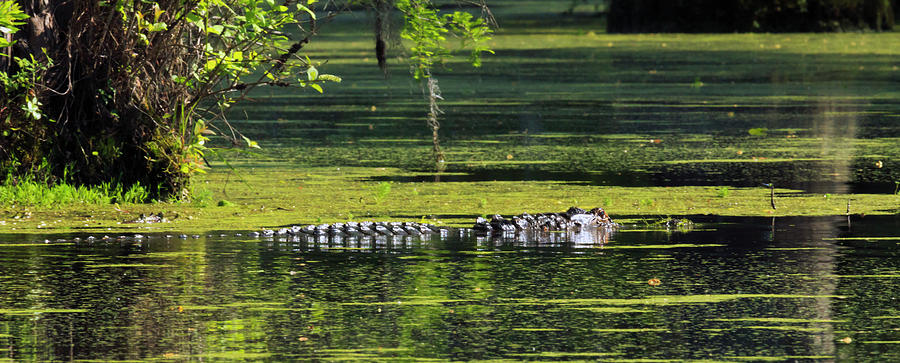 Swimming Alligator Photograph by Travis Rogers