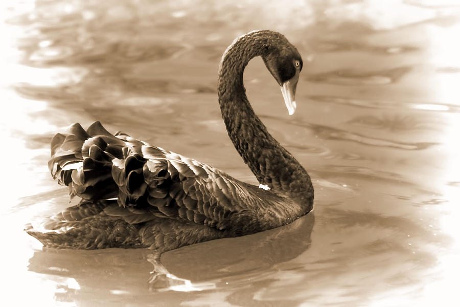 Swan Photograph - Swimming Alone by Pamela Walton
