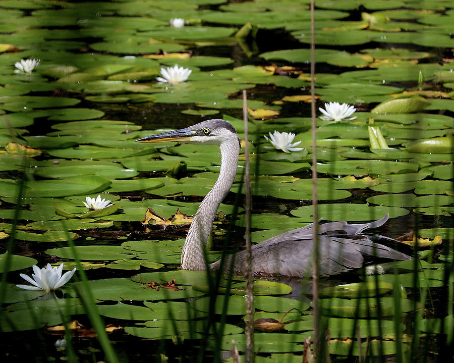 Swimming among the waterlilies Photograph by Doris Potter