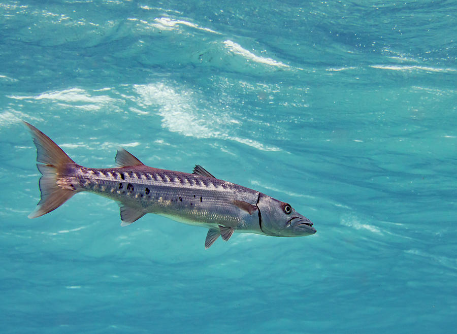 Fish Photograph - Swimming Barracuda by Jean Noren