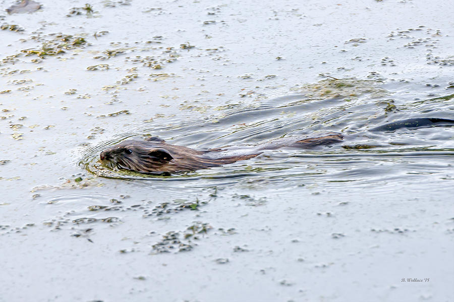 Swimming Beaver Photograph by Brian Wallace