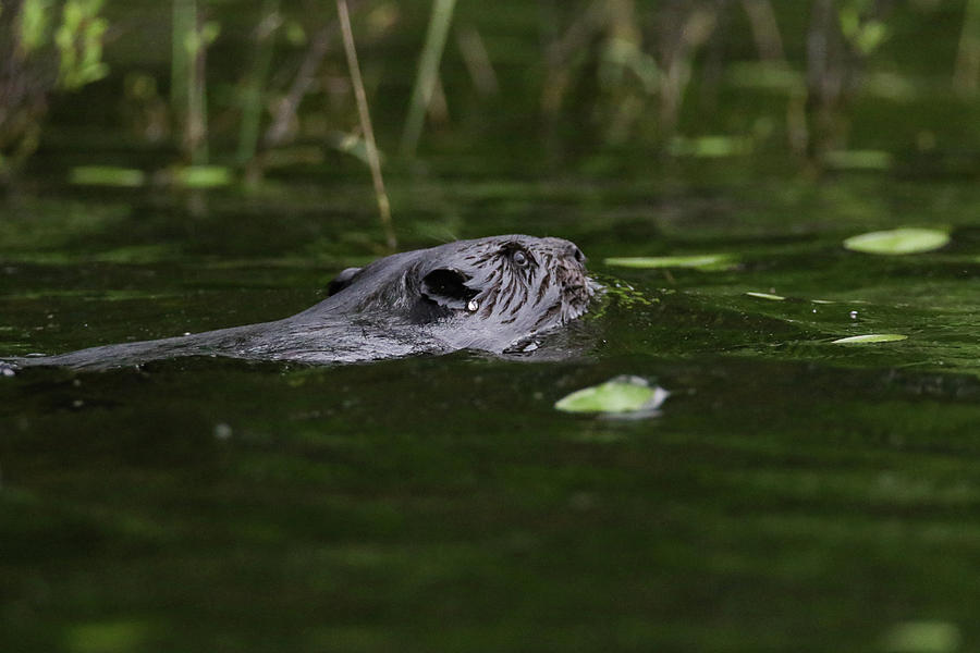 Swimming Beaver Photograph by Brook Burling