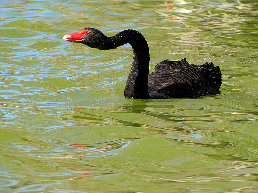 Swimming Black Swan  000   Photograph by Christopher Mercer