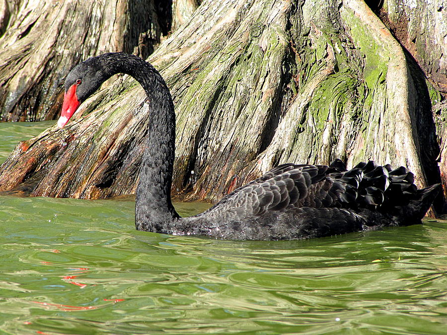 Swimming Black Swan Photograph by Christopher Mercer