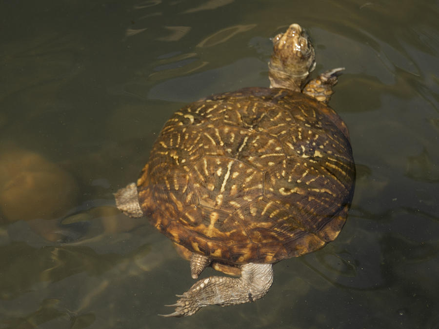 Swimming Box Turtle Photograph by Jean Noren