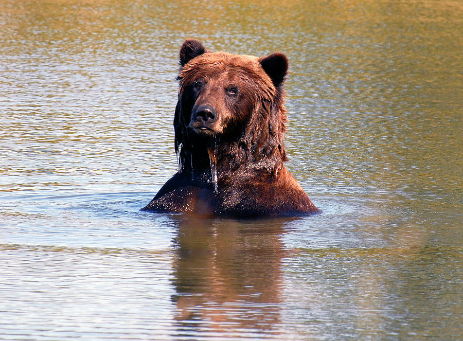 Swimming Brown Bear Photograph by Michelle Halsey