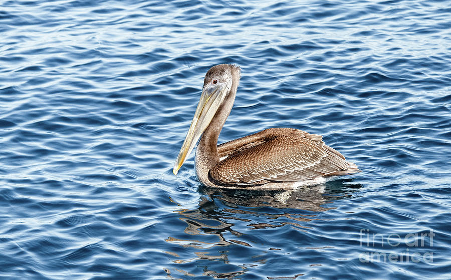 Swimming Brown Pelican Photograph by Robert Bales