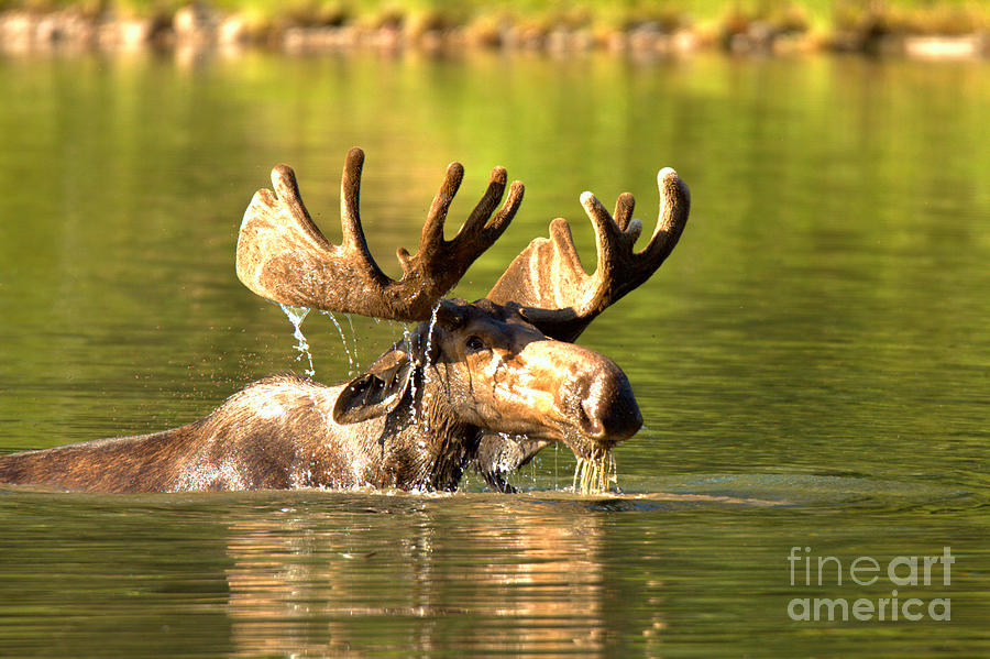 Swimming Bull Moose Drool Photograph by Adam Jewell