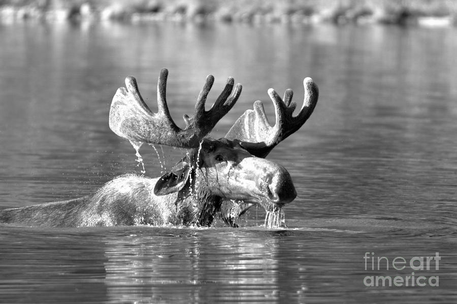 Swimming Bull Moose Drool Black And White Photograph by Adam Jewell