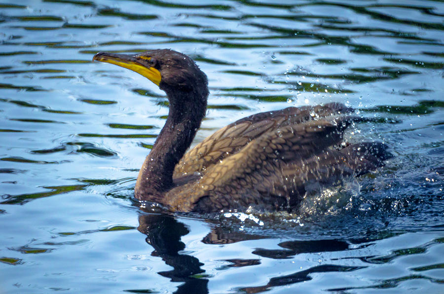 Swimming Cormorant Photograph by Wolfgang Stocker