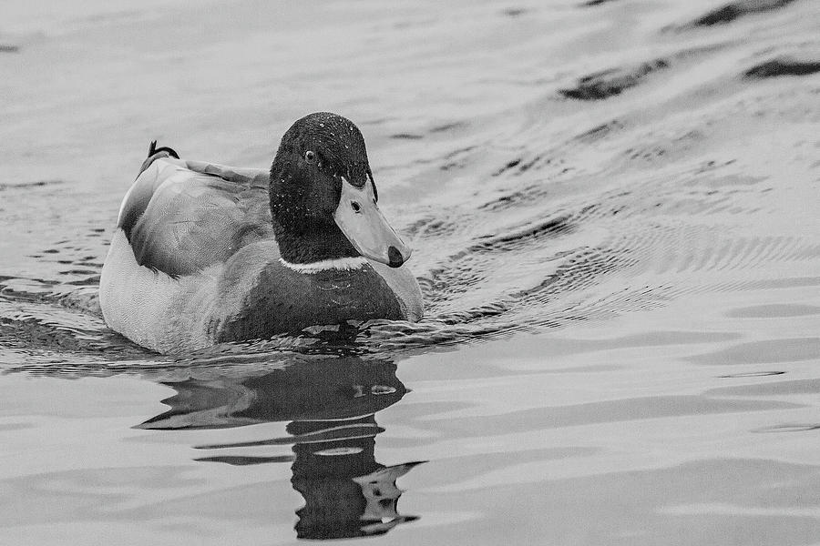 Swimming duck Photograph by Ed James