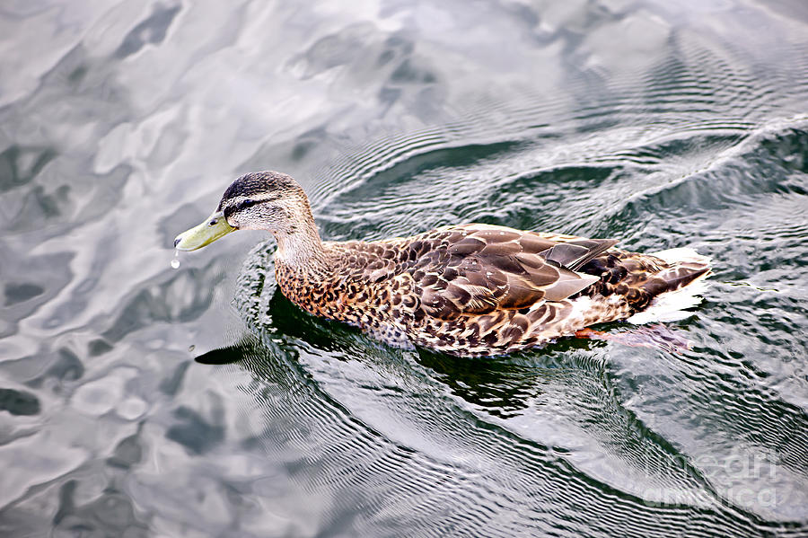 Swimming duck Photograph by Elena Elisseeva