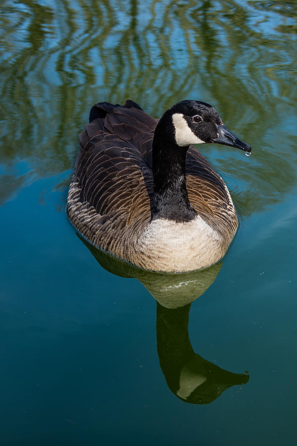 Swimming Goose Photograph by Pamela Williams