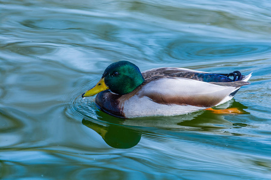 Swimming Duck Photograph by Pamela Williams