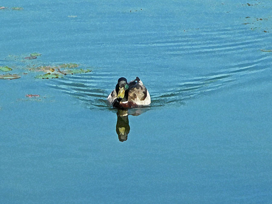 Swimming Duck Photograph