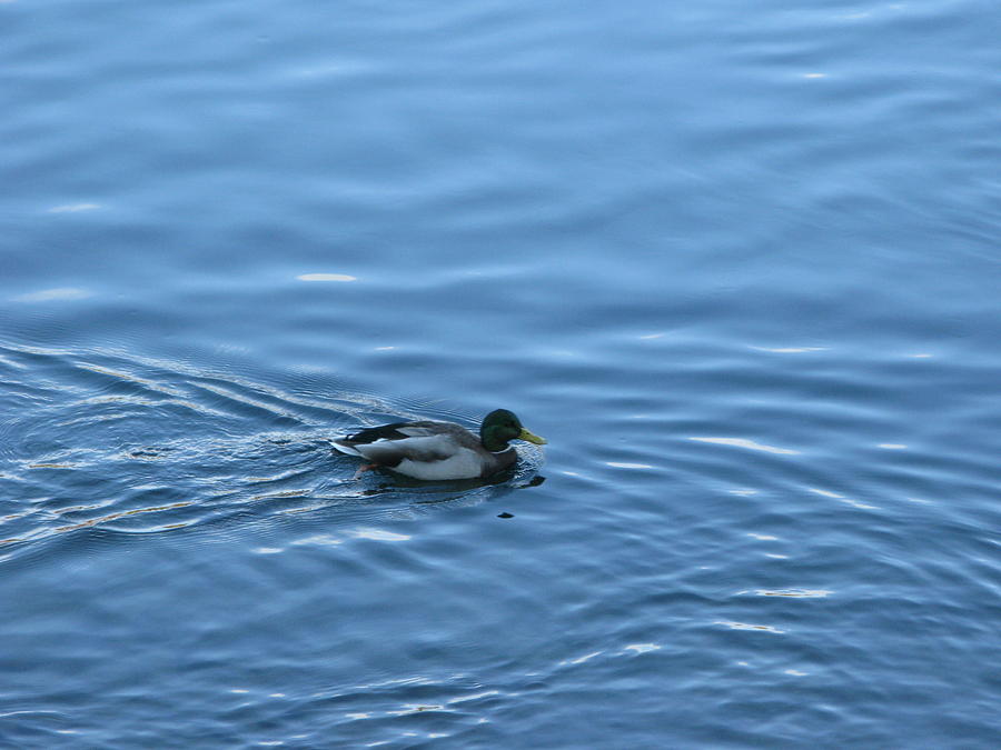 Swimming Duck Photograph by Robert Bissett