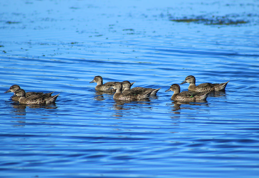 Swimming Ducks Photograph by Robert Hamm - Fine Art America